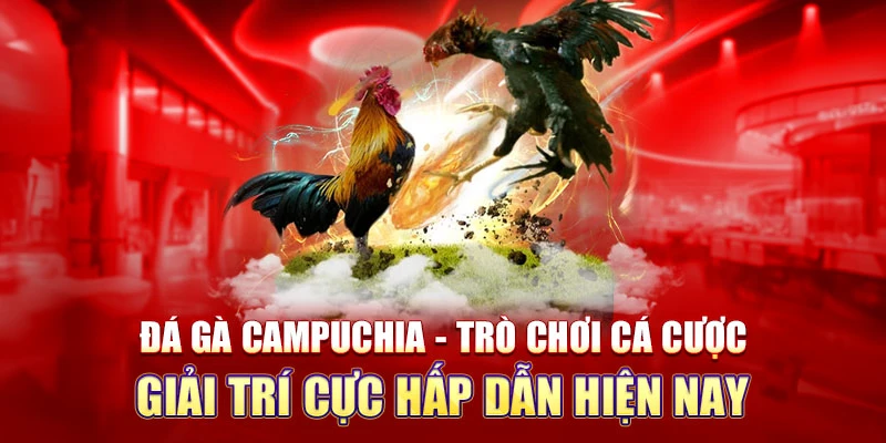 Giới thiệu khái quát về Đá gà Campuchia trực tiếp