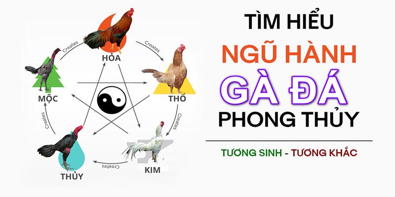 Nắm rõ thông tin về màu mạng gà thuộc ngũ hành