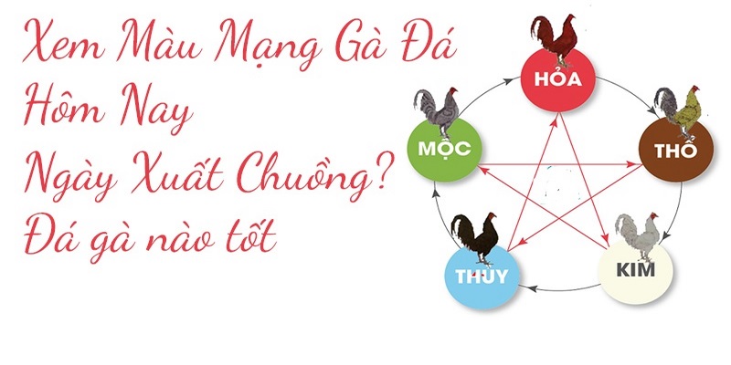 Hướng dẫn xem màu gà đá tiền lớn